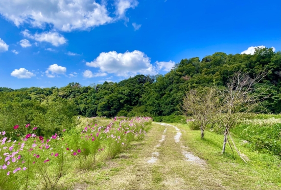 応募作品「散歩に出かけた、武田川コスモスロードでの、お気に入りの一枚です。」 みんなの投稿写真 あなたのLOVE CHIBA教えてキャンペーン