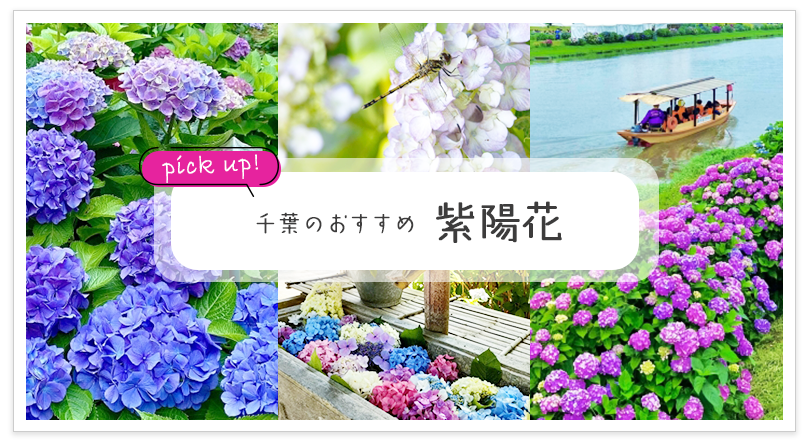 千葉のおすすめ 紫陽花