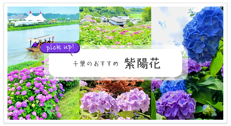 千葉のおすすめ 紫陽花